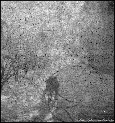 Image from unknown 127 BW Pan roll