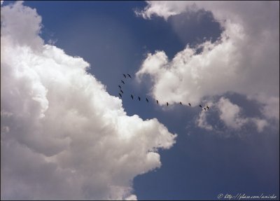 Pelicans and clouds
