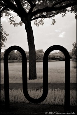 Tree by the lake