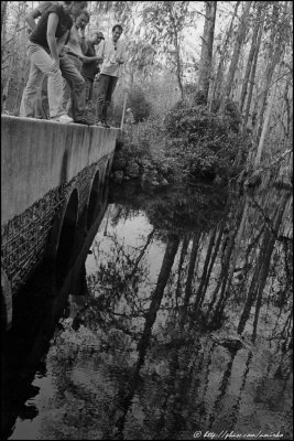 State Road 94, Sweetwater Strand: looking for gators