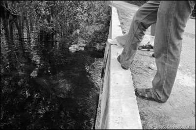 State Road 94 AKA Loop Road: looking for gators