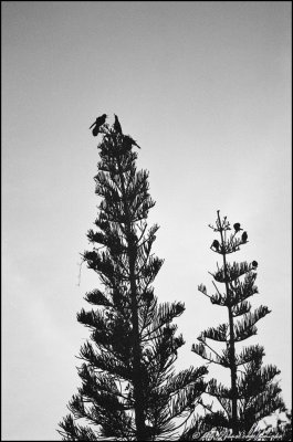 The Day After Wilma. Starlings