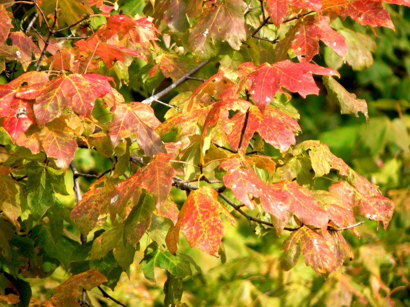 Autumn Leaves 2.jpg