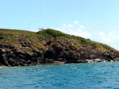 Culebra Birds.jpg