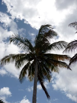 Flamenco Beach - Culebra Palm.jpg