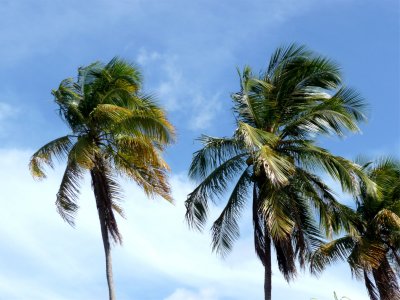 Luquillo Beach Palms 2.jpg