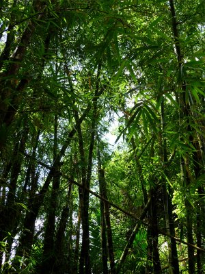 El Yunque Bamboo 3.jpg