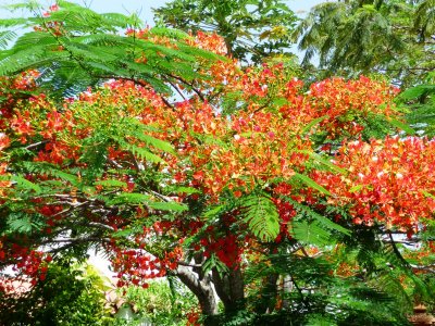 Flowers at Rio Mar 3.JPG