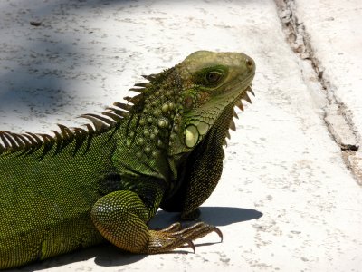 Rio Mar Pool Iguana.jpg