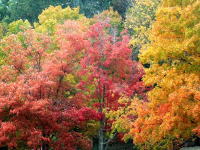 Leaves 5 - Brown County Indiana.jpg