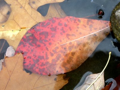 Leaves in Water 2 - .Brown County Indianajpg