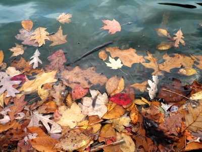 Leaves in Water 3.jpg