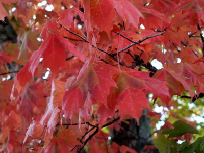 Maple Leaves 2.jpg