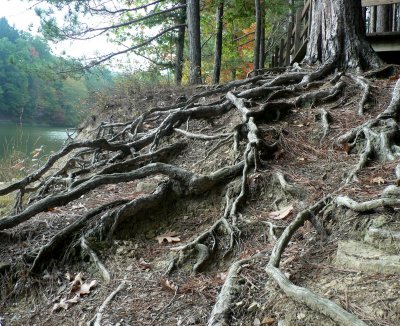 Tree Roots.jpg