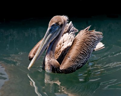 brown pelican-4.jpg