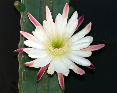 Cereus Peruvianus.jpg