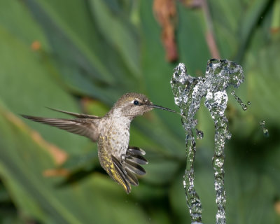 hummingbird and fountain.jpg