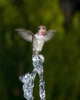 hummingbird water play 3.jpg