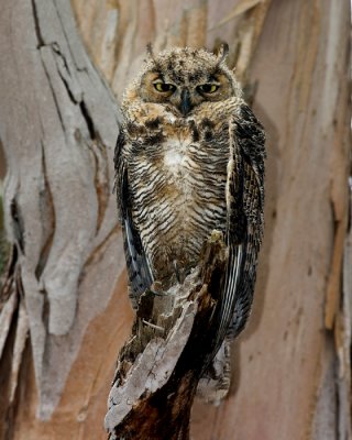 Young Great Horned Owl.jpg