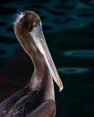 Immature Brown Pelican.jpg