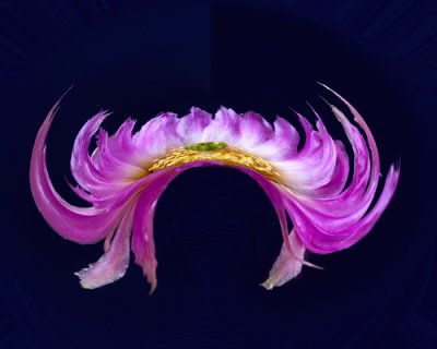 purple cactus abstract.jpg
