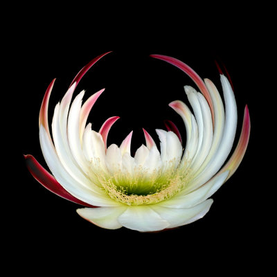 nancys white cactus abstract.jpg