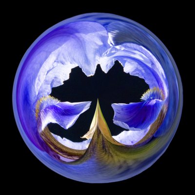 mini blue iris -orb.jpg