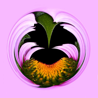 echinacea bloom - orb.jpg