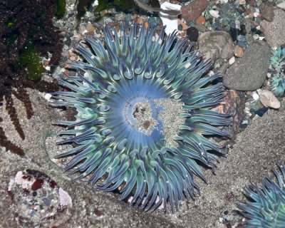 anemone bluecenter.jpg