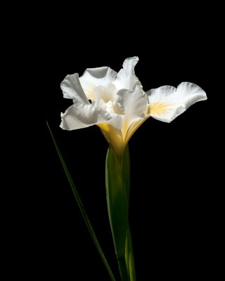 single white dwarf iris.jpg