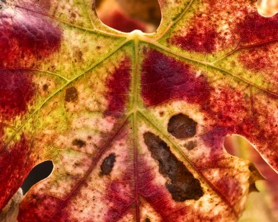 Grape Leaf.jpg