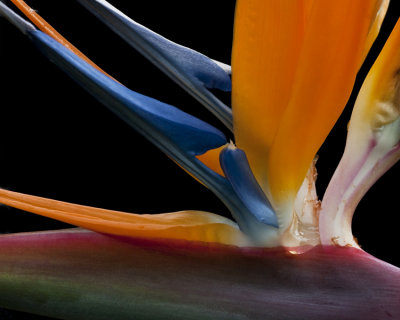 Bird of Paradise.jpg