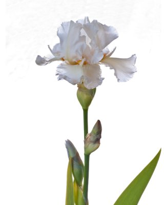 White Iris Lurid.jpg