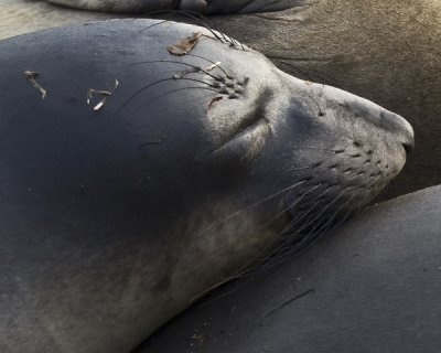 elephant_seals