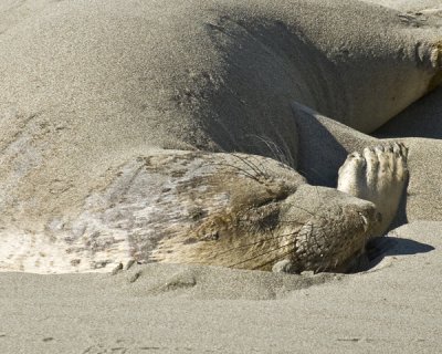 elephant seal sandpile .jpg