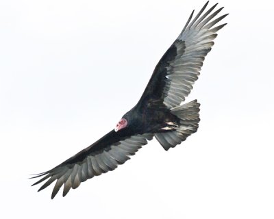 vulture in flight.jpg