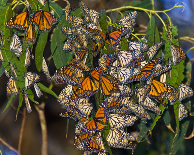 monarchs -7.jpg