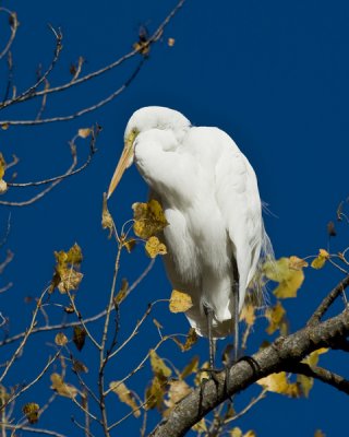 egret in cottonwood  -4.jpg