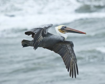 pelican in flight -1.jpg