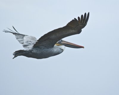 pelican in flight -2.jpg