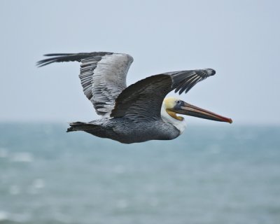 pelican in flight -3.jpg