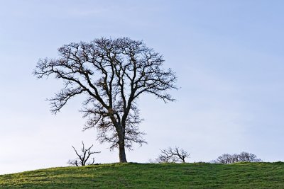 Oak Tree - Menlo Park