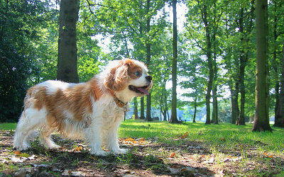 Sandie In The Park