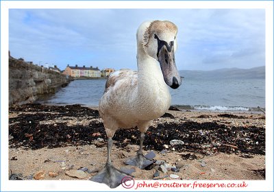 Beaumaris