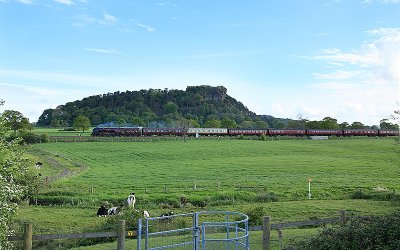 Moo Cow watching Duchess of Sutherland go past.