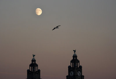 The Liver Birds