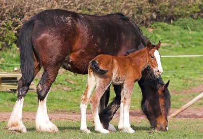 Shire Horse and Foal