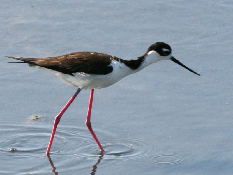 Blk Necked Stilt  Bolsa Chica b IMG_6622.JPG