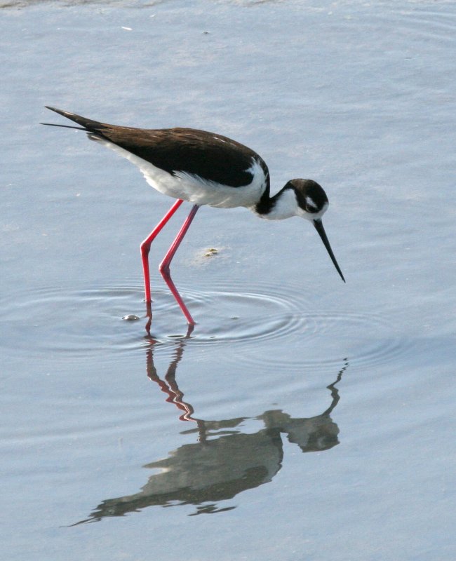 Blk Necked Stilt  Bolsa Chica IMG_6620.JPG