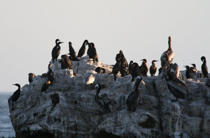 Pelican Rock  Laguna Beach IMG_6259.JPG